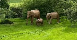 Дружина Джонсона подарувала йому на 60-річчя гігантських дерев’яних слонів