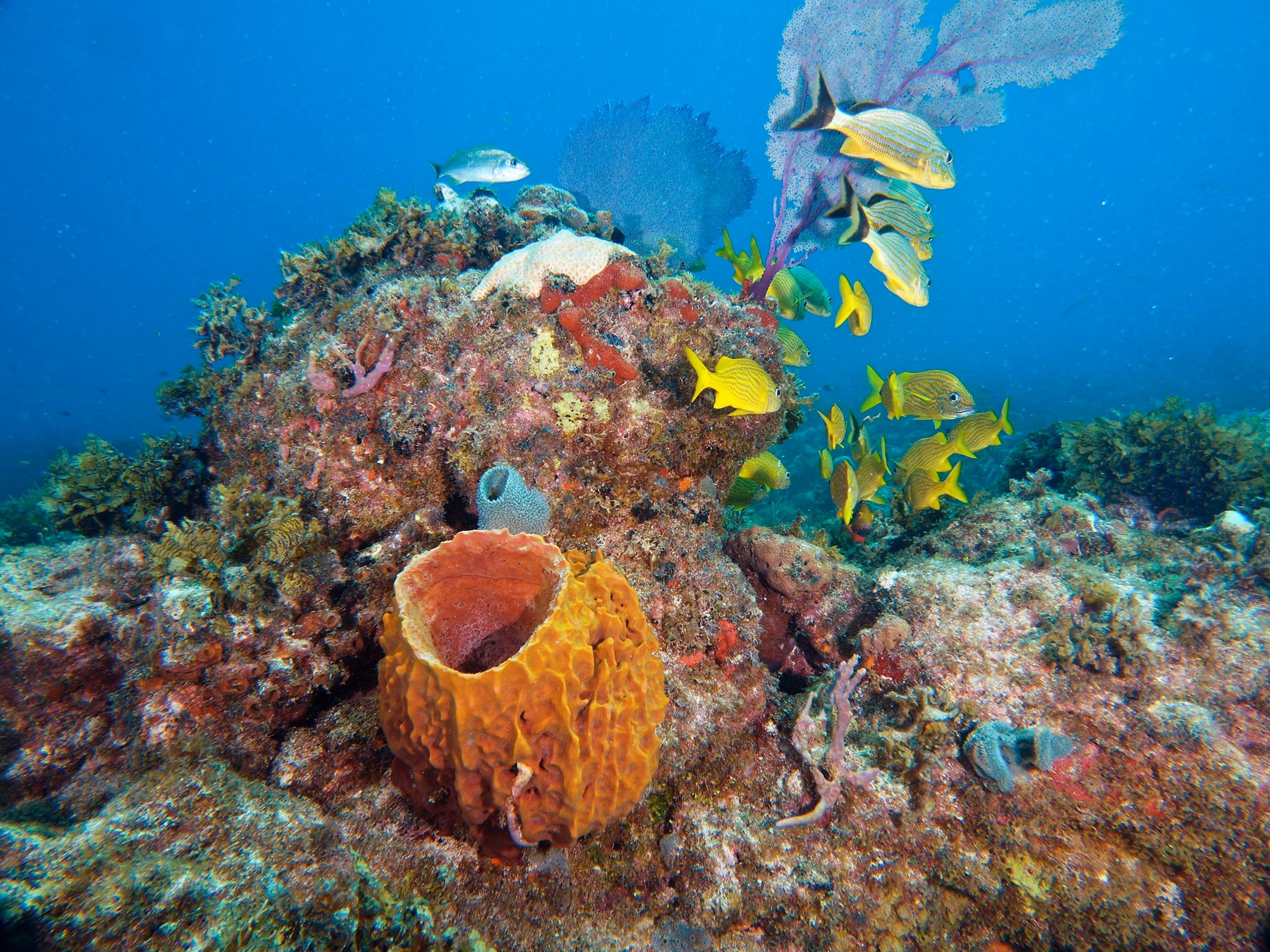 1:02 Місце для дайвінгу в Державному парку коралових рифів імені Джона Кеннекампа показано в Кі-Ларго, штат Флорида. СТОКОВЕ ЗОБРАЖЕННЯ/Getty Images Як запланований кораловий «бебі-бум» у Флориді допоможе зміцнити її прибережну рифову систему - INFBusiness