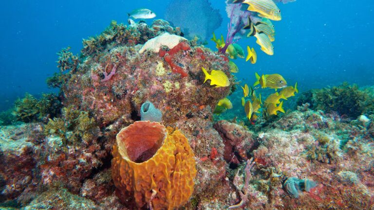 1:02 Місце для дайвінгу в Державному парку коралових рифів імені Джона Кеннекампа показано в Кі-Ларго, штат Флорида. СТОКОВЕ ЗОБРАЖЕННЯ/Getty Images Як запланований кораловий «бебі-бум» у Флориді допоможе зміцнити її прибережну рифову систему - INFBusiness