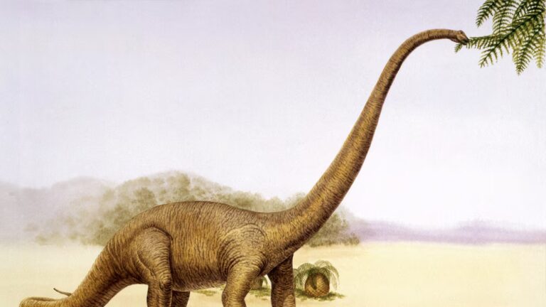 2:19 Ілюстрація маменчізавра, який їсть листя з гілки дерева. Бібліотека зображень Де Агостіні через Getty Images У Китаї виявлено нового масивного динозавра завдовжки 12 метрів - INFBusiness