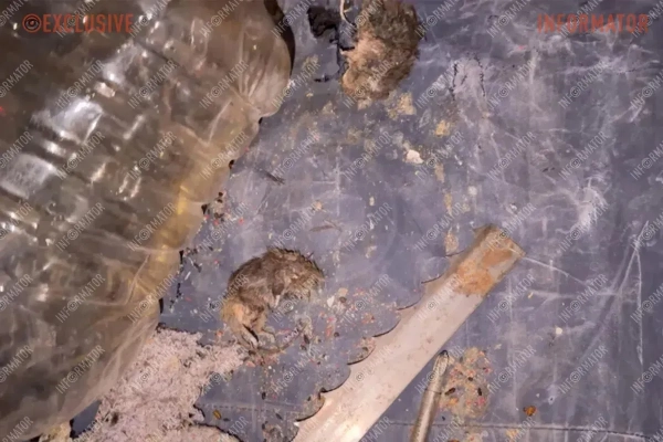 Миші у посилці Укрпошти