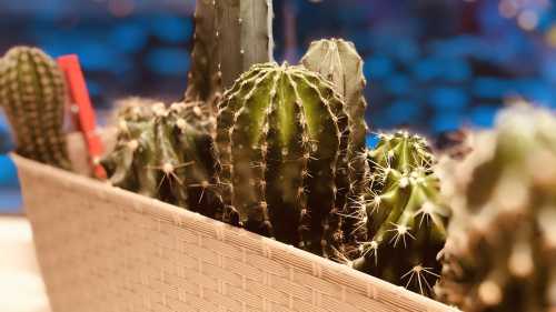 Дарвін помилявся. Ось як кактуси змінили наше розуміння еволюції квітів