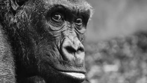 Які риси будуть властиві людині майбутніх часів?