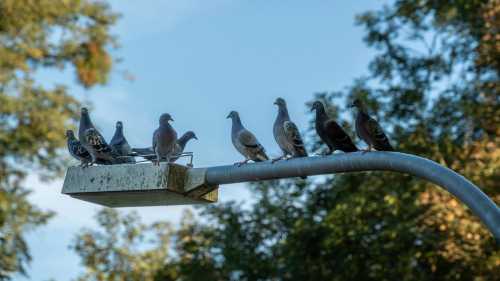 Які таємниці ховаються за розкішними автомобілями та жвавими кав’ярнями