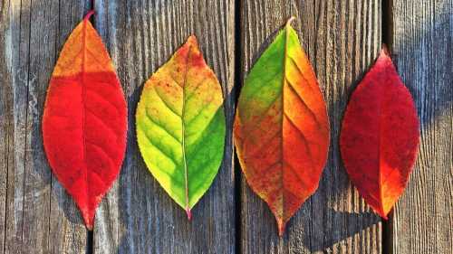 Твій календар помиляється. Літо тепер керується самостійно.