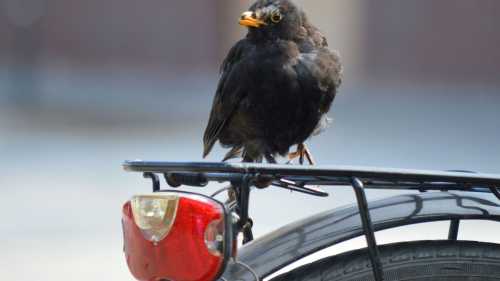 Чому існують люди, які подорожують без квитка?