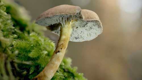 Чи відчуваєте ви, як гриби “перетирають” ваші кістки, коли ви&hellip;