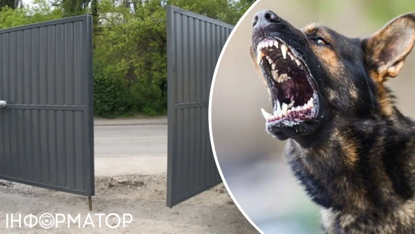 У Київській області власник залишив ворота відчиненими, і бійцівські пси&hellip;