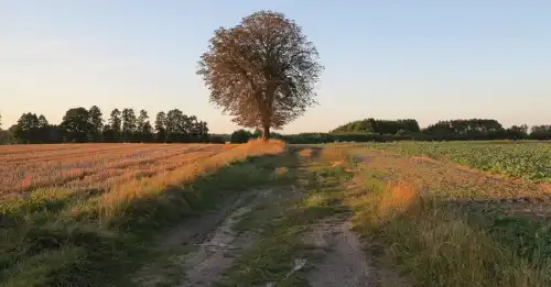 Твоє шахрайське коло: компанія, яка найбільше рекламує підвищення цін на землю, заганяє інвесторів у боргову яму