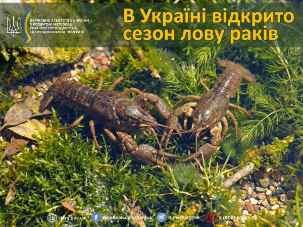 Раки Фото: Державне агентство рибного господарства