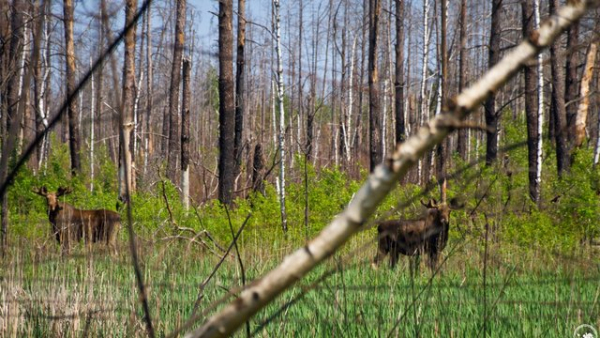 Збитки через нелегальний проїзд автівок та джипів заповідними територіями у 2026 році, за оцінками Мінекономіки, сягнуть 1,4 мільйона гривень.
