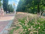 Київ відзначається збільшенням числа територій з декоративними злаковими рослинами – у 2026 році їх було засаджено на 117 місцях | Нерухомість столиці