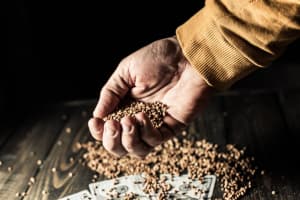 До 125 гривень за кілограм: як змінилися ціни на гречку в Україні