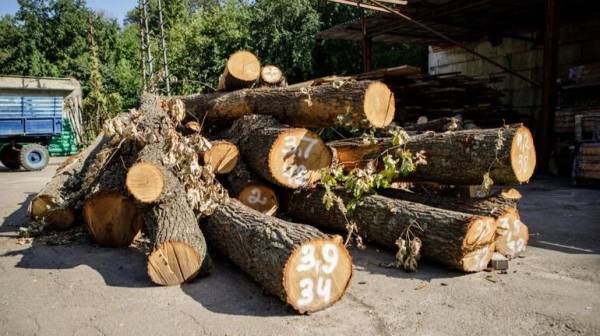 КМДА: зрізані на Теремках дерева перетворять на корисні вироби